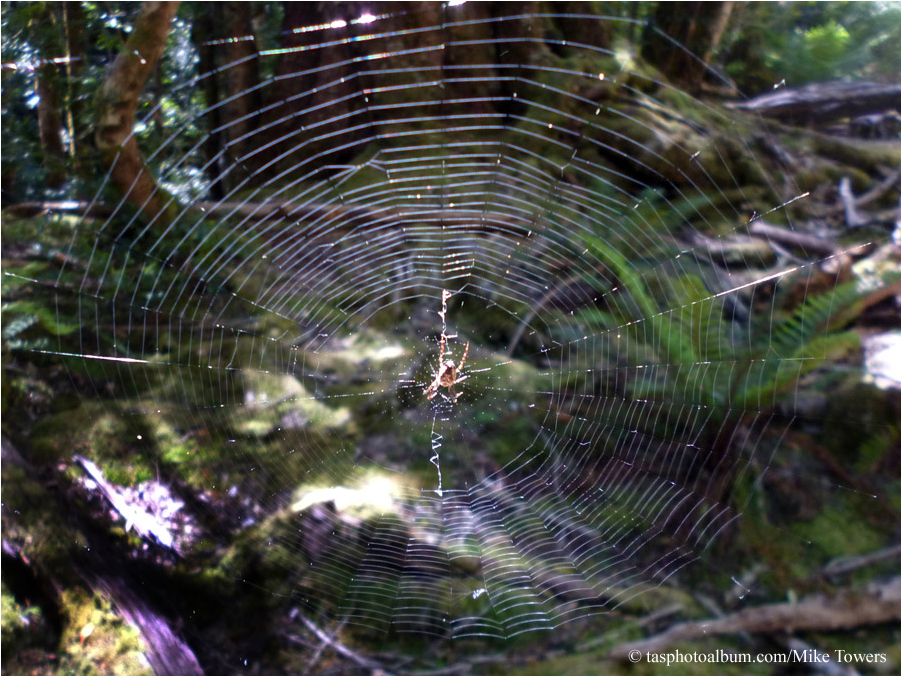 spider web in Lees Paddocks